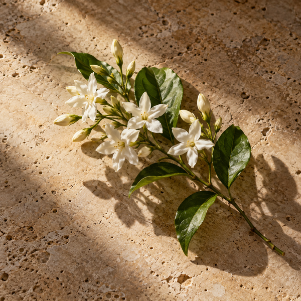 jasmine fragrance note still life