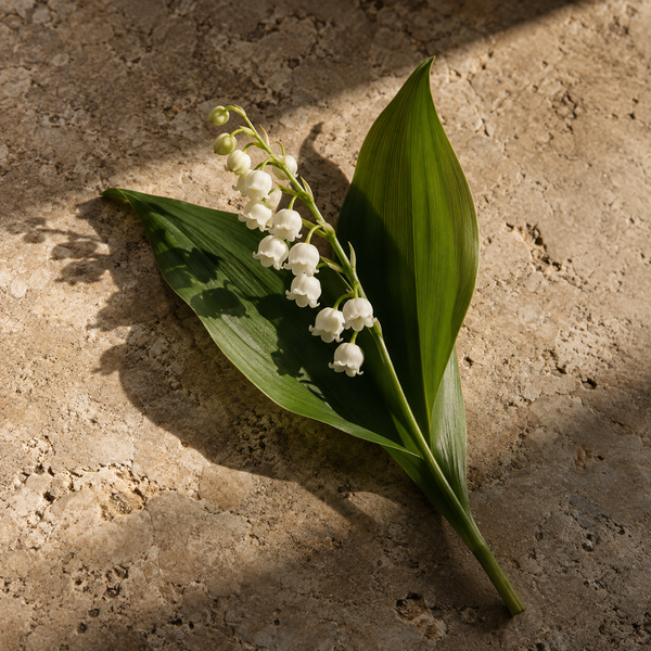 Lily of the valley fragrance note